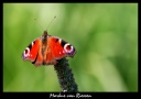 vlinder2-markz