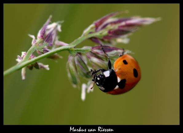 liefheersbeestje-markz